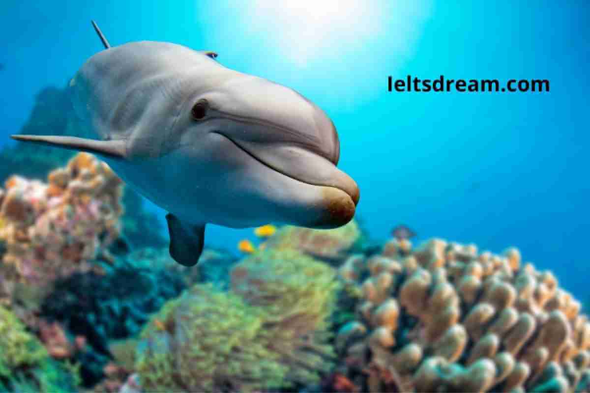 Describe Your Favorite Animal Latest IELTS Cue Card IELTS DREAM