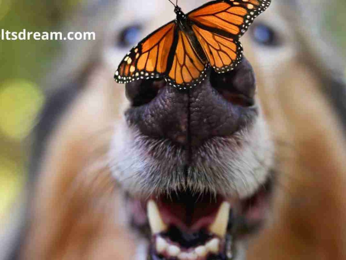 Many Animals Are Being Hunted to the Brink of Extinction - IELTS DREAM Many Animals Are Being Hunted to the Brink of Extinction - IELTS DREAM