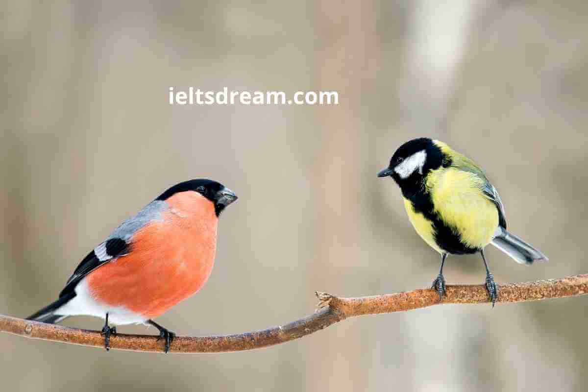 Birds IELTS Speaking Part 1 Questions With Answer (3) (1)