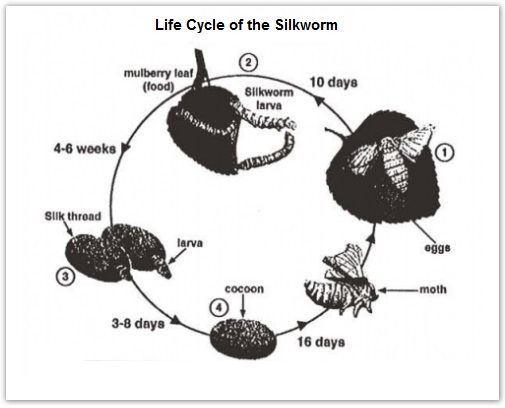 The diagrams below show the life cycle of the silkworm and the stages