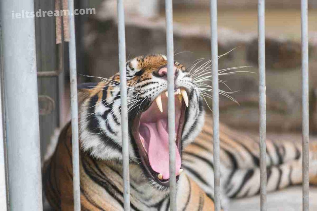 Some People Believe that It Is Wrong to Keep Animals in Zoos Writing Task 2